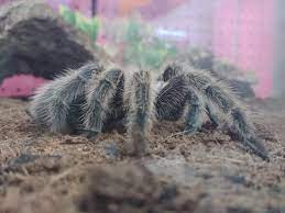 Chilean Rose Hair Tarantula Care Guide Josh S Frogs How To Guides