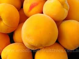 Check spelling or type a new query. Golden Queen Peach Woodbridge Fruit Trees