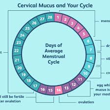 what is egg white cervical mucus ewcm