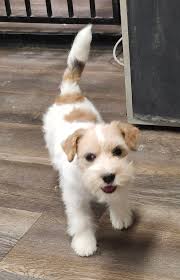 EASTERN RUSSELL TERRIERS CKC Reg.