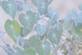 Image result for Pergularia