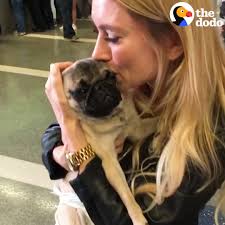This Woman Is Rescuing Every Pug She Can