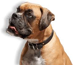 We find homes for thousands of dogs, cats, rabbits and other pets every week. Pet Adoption Events Phoenix Perfectmypets