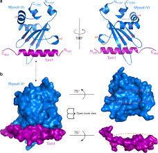Muscle Protein | Ppt