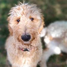 From river valley doodles, jada's 2013. F1b Standard Apricot Goldendoodles Started Ready Now Goldendoodle Breeder Ny Goldendoodle Puppies Ny Mini Sheepadoodle Puppies Doodles By River Valley Doodle Puppies
