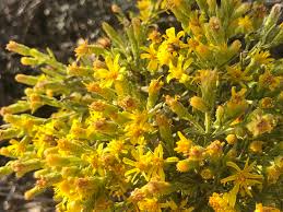 Genere di piante erbacee di medie dimensioni, da resistenti a delicate, con fiori gialli molto accesi. Dittricchia Viscosa Tanti Fiori Gialli Natura In Mente Calliopea