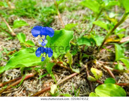 Image result for Commelina benghalensis