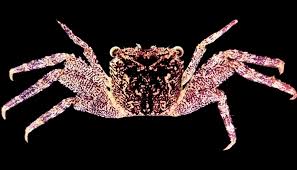 Caught daily, shipped fresh to your door! New Crab Species Is A Purple Tree Climber Futurity