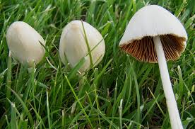 Image result for Conocybe lactea