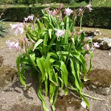 Image result for Crinum moorei