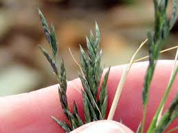 Image result for Eragrostis plana