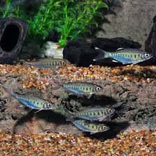 Barilius bakeri is a fish in genus barilius of the family cyprinidae. Liveaquaria On Twitter Indian Blue Dot Mirror Danio Group Of Six Barilius Bakeri Coming In Today S Diversden Https T Co Ygni3wwzwr Danio Https T Co C9vg8ozsbf