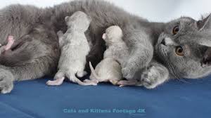 Russian blue kittens for sale & cats for adoption the russian blue cat is moderately active. Kittens 2 Days Old British Shorthair Babies With Her Mom Too Cute Youtube