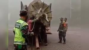 Bank rakyat indonesia (persero) tbk. Vidio Viral Dinosaurus Viral Ngamuk Di Magetan Newsjabar Com