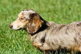 Puppyfinder.com is your source for finding an ideal dachshund puppy for sale in usa. Mini Dachshund Puppies Michigan