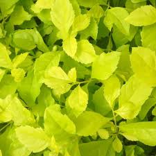 Image result for Duranta erecta