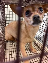 San Bernardino City Shelter Save Sbc Shelter Friends Facebook