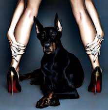 tumblr doberman doberman shenki sobaka risunki
