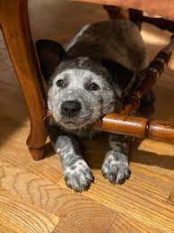 He saved our lives in the years gone by, when no one dreamed of the danger nigh, and the treacherous blacks in the darkness crept on the silent camp where the drovers slept. Australian Cattle Dogs Aww