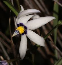 Image result for Walleria mackenziei