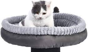 How to get your cat used is it ok for a cat to sleep in your bed? Best Cat Bed Reviews 2021 The Sleep Judge
