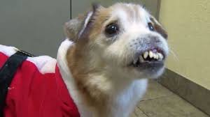 Florida: Hund ohne Nase wir im Internet berühmt und sucht neues zuhause