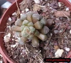 Image result for Anacampseros rhodesica