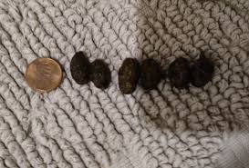 Image result for rabbit droppings