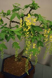 Maybe you would like to learn more about one of these? Bonsai Tree Flowers