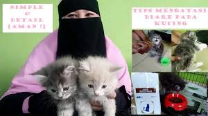 Tentu saja ini akan menjadi sajian istimewa keluarga sekaligus menjadi hidangan yang pas untuk keluarga. Cara Mengatasi Diare Pada Kucing Tips Mudah Mengobati Mencret Pada Kitten Macam Penyebab Diare Youtube
