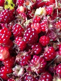 Unless you have acidic soil where you live, or. Nome Alaska How Does Your Garden Grow In Nome Alaska Alaska Moving To Alaska Nome Alaska