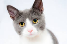 Kedi Nezlesi Kedi Gribi Belirtileri Nelerdir Juen Pet Market Blog