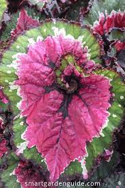 Rex Begonia Care Indoors Rex Begonias Make Wonderful Houseplants They Can Be A Little Tricky But I Ve Written An Article Begonia Alocasia Plant Smart Garden