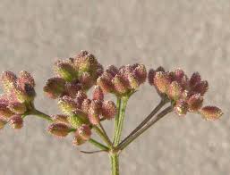 Image result for Torilis