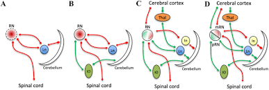 • la mejor pizza del mundo (pablo basilio y marcos di cesare). Red Nucleus Structure And Function From Anatomy To Clinical Neurosciences Springerlink