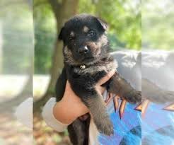 If german shepherd puppies are given the opportunity to form bad habits it will be harder to break them as they get older. German Shepherd Dog Puppies For Sale Near Atlanta Georgia Usa Page 1 10 Per Page Puppyfinder Com