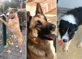 Ludivine dedonder, pour ceux qui l'ignorent. Trois Adorables Chiens A Adopter Metro