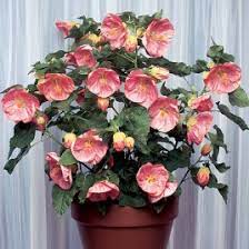 The peace lily is one of the best houseplants for purifying the air and ease of care. House Plants Rare And Unusual Indoor House Plants For Sale