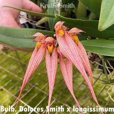 Image result for Bulbophyllum X chikukwa