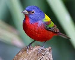 Pin On Beatiful And Colorful Birds
