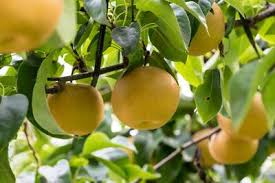 Image result for Pyrus pyrifolia