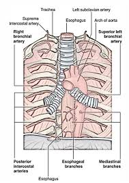 As you can see, the question is not very objective, hence the ambiguity. Easy Notes On Arch Of Aorta Learn In Just 4 Minutes Earth S Lab