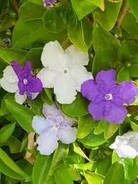 Image result for Brunfelsia australis