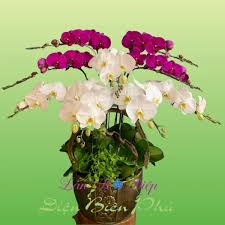 Chậu Lan Hồ Điệp 9 Cành Tím Trắng