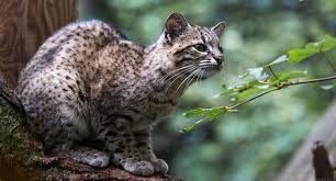 We did not find results for: Animales Felinos Chilenos