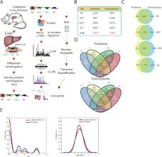 Hepatocytes come together to form the foundation of the lobule by forming thick. A Cell Type Resolved Liver Proteome Molecular Cellular Proteomics