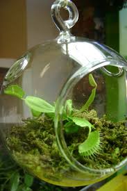 Venus Flytrap Terrarium Venus Fly Trap Terrarium Venus Fly Trap Fly Traps