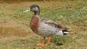 These habitats also benefit other wildlife and people. Trevor The Duck Niue Mourns World S Loneliest Duck Bbc News