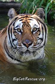 Fun Party Places Personal Party Or Corporate Offsite Or Event Venues In Tampabay Serving Tampa Clearwater St Pete And Big Cat Rescue Big Cats Pretty Cats
