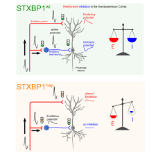 Microcircuit failure in STXBP1 encephalopathy leads to hyperexcitability:  Cell Reports Medicine